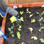 Kinder gießen Pflänzchen in Hochbeet