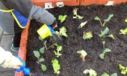 Kinder gießen Pflänzchen in Hochbeet