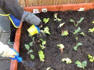 Kinder gießen Pflänzchen in Hochbeet