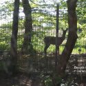 Besuch im Garten