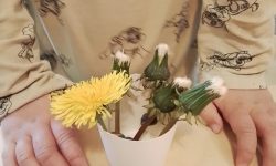 Löwenzahn Experiment 1 - 2025