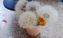 Löwenzahn Experiment 2 - 2025